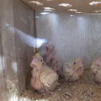 عروس هلندی لوتینومولدهمراه5جوجه