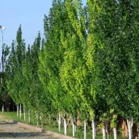 نهال صنوبر نیگرا ، درخت صنوبر، گلخانه نهالستان|گل و گیاه طبیعی|مشهد, خواجه ربیع|دیوار