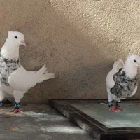 طوقی کرمانشاهی مولد