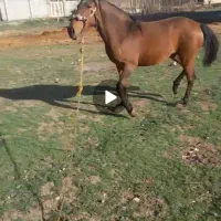 سلام مادیون گم شد