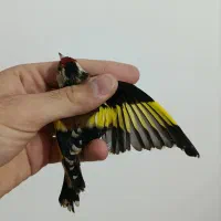 سهره رسمی نر جوجه امساله