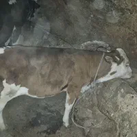 گاو سیمینتال اصل|حیوانات مزرعه|بیجار, |دیوار