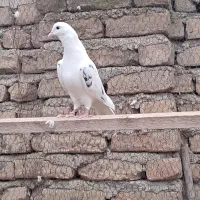 کبوتر طوقی و کبوتر پرشی|پرنده|بندر ترکمن, |دیوار