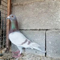 4 عدد پلاکی|پرنده|شیراز, سلطان آباد|دیوار