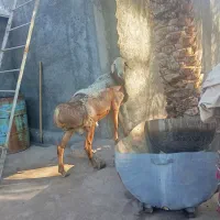 یک عدد قوچ بزرگ فروشی|حیوانات مزرعه|نرماشیر, |دیوار