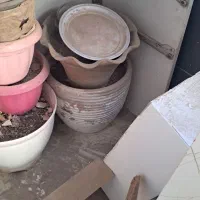 تعدادی گلدان|گل و گیاه طبیعی|تهران, شهرک آسمان|دیوار