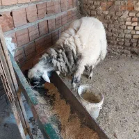 ۱عددبره