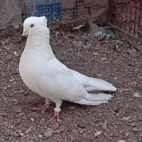 سفید کلایی