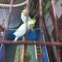 لوتیتو با جوجه