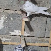 کبوتر پلاکی سپیدان|پرنده|همایجان, |دیوار