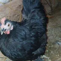 مرغ تخم گذار