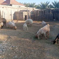 فروشی|حیوانات مزرعه|احمدی, |دیوار