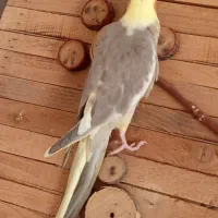 جوجه عروس هلندی|پرنده|تهران, والفجر (افسریه)|دیوار