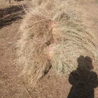 علف و یونجه