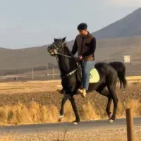 مادیان به رنگ عشق