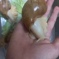 حلزون