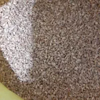 گندم پیشگام|خدمات باغبانی و درختکاری|نیر (اردبیل), |دیوار