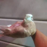 کبوتر