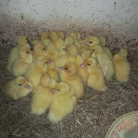 جوجه اردک محلی و اسراعیلی تخمگذار