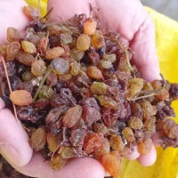 فقط کیلویی ۲۰۰