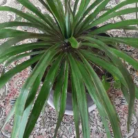 گل قشنگ وبا طراوت|گل و گیاه طبیعی|بجنورد, |دیوار