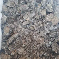 کود یا فضله کبوتر