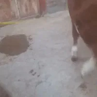 گوساله نرتخمی