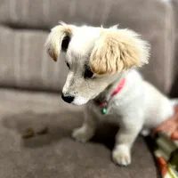 سگ پامرا بازیگوش عروسکی