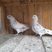 ۷عدد گرفتنی پرشی|پرنده|قم, شهرک مهدیه (مدرس)|دیوار