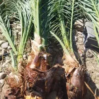 پاجوش خرما|گل و گیاه طبیعی|نورآباد ممسنی, |دیوار