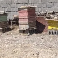 کندوی زنبور عسل