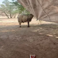 ۹۰میش زایده