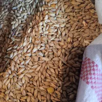 گندم قریخ جو کپک