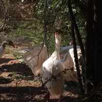 غاز|حیوانات مزرعه|شاهرود, |دیوار