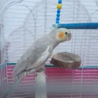 عروس هلندی|پرنده|سیاهکل, |دیوار