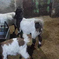 بزغاله پاکستانی اصل برای نسل کشی