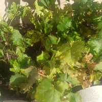 نحال انگور بیدانه سیاه ترکمن چای 4