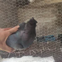 کبوت زاغ ابادانی درجه یک|پرنده|یاسوج, |دیوار