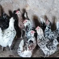 مرغ و خروس قربانی