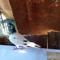 کبوتر پرشی مفت