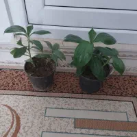 تعدادی گل|گل و گیاه طبیعی|اسلام‌‌آباد غرب, |دیوار