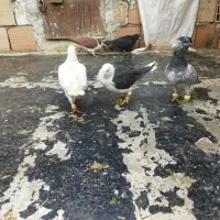 8عدد کبوتر گرفتنی