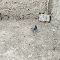 کفتر|پرنده|شیروان (خراسان), |دیوار