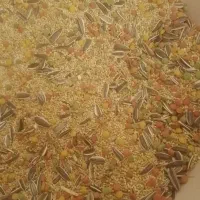 خوراک مخلوط درجه یک طوطیسانان کیلویی ۹۵ هزارتومن