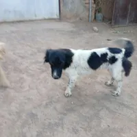 واگذاری پاکوتاه نگهبان