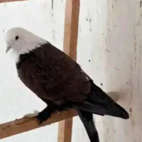 کله سفید. نره مست مست