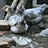 تخم مرغ گلین لری