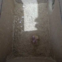 جفت لوتینو با دوعدد جوجه وقفس و لانه