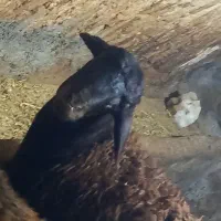 گوشت تازه بره نر|خوردنی و آشامیدنی|دهگلان, |دیوار