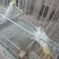 یک جفت عروس هلندی لوتینو